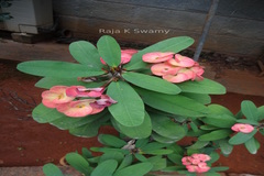 Euphorbia milii